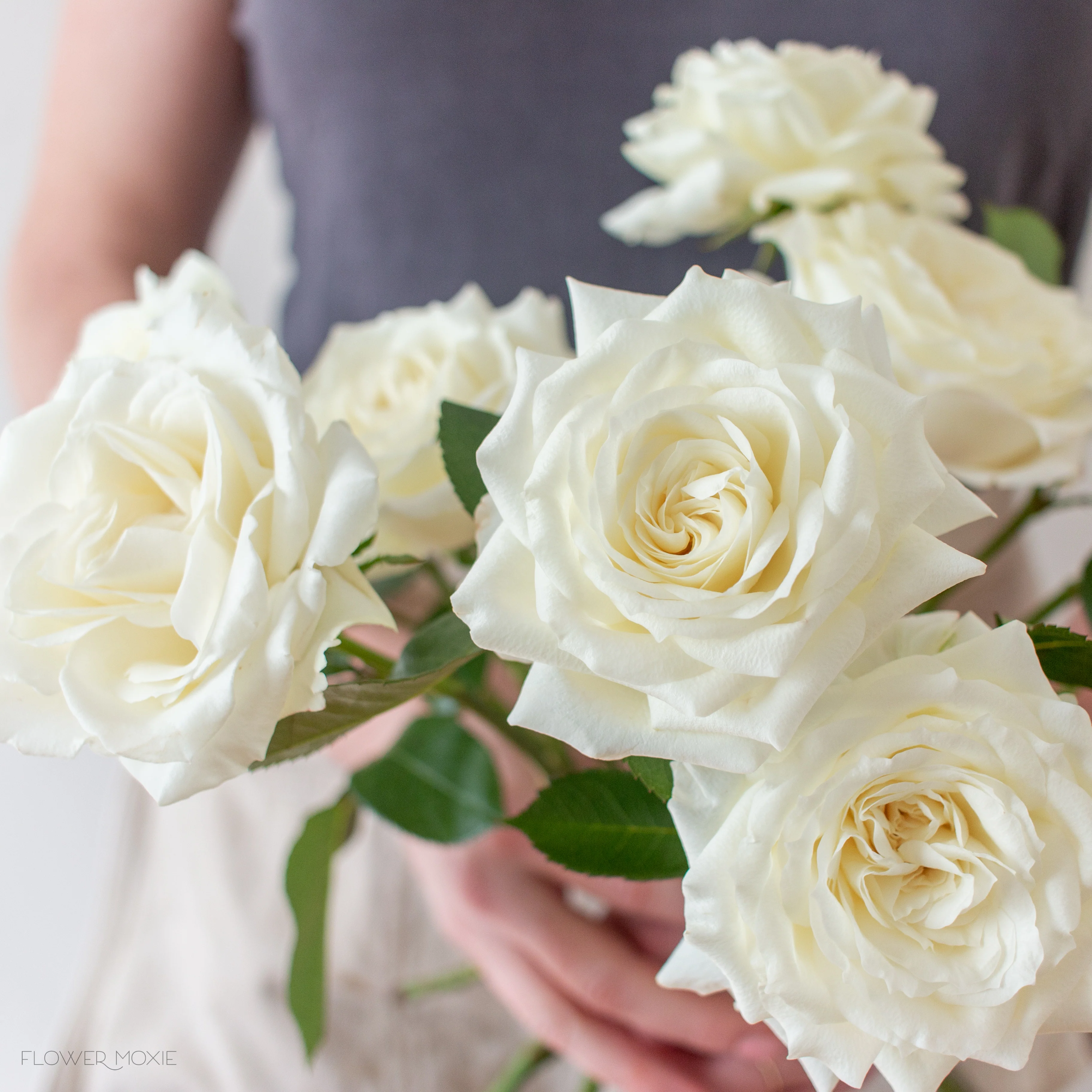 Cream Garden Rose - Image 10