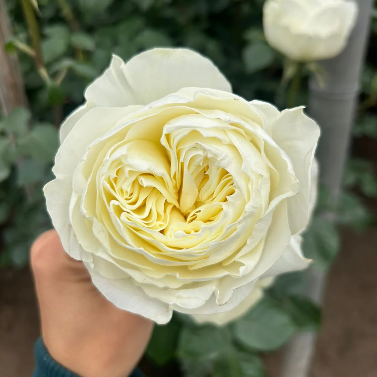 Cream Garden Rose - Image 12