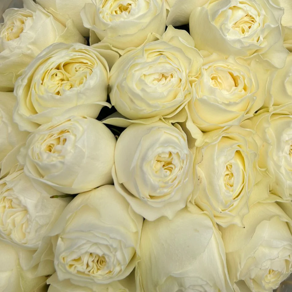 Cream Garden Rose - Image 13