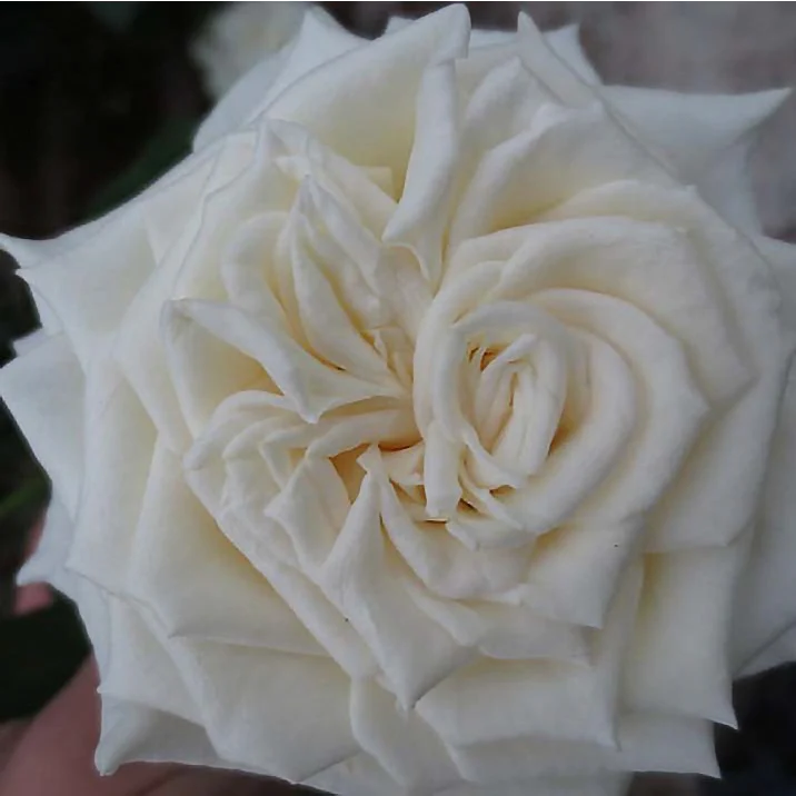 Cream Garden Rose - Image 14