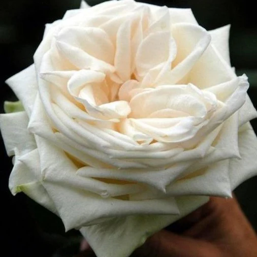 Cream Garden Rose - Image 15