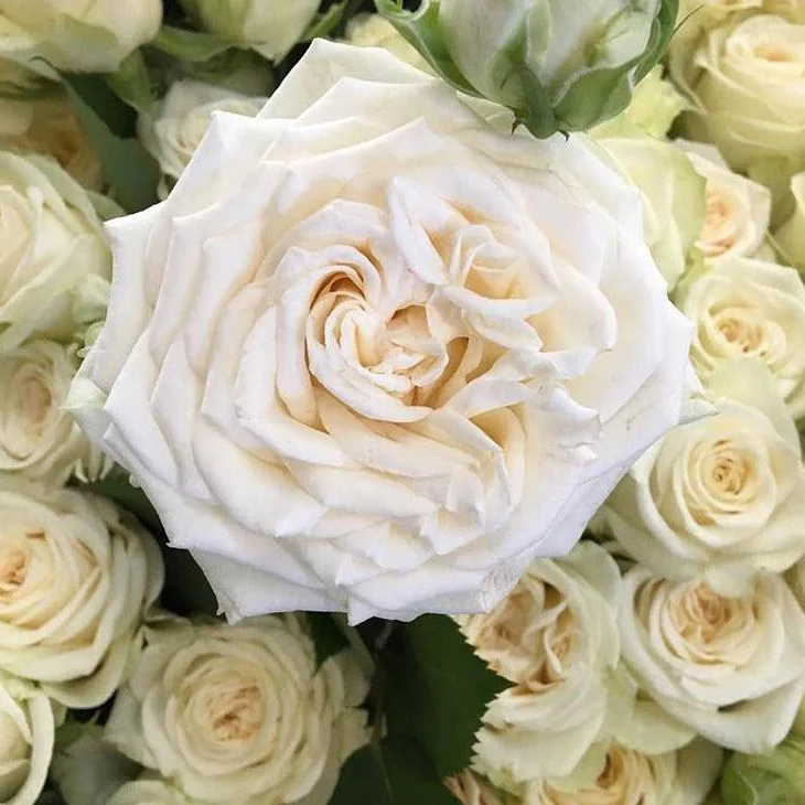 Cream Garden Rose - Image 16