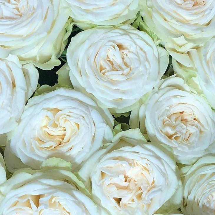Cream Garden Rose - Image 17
