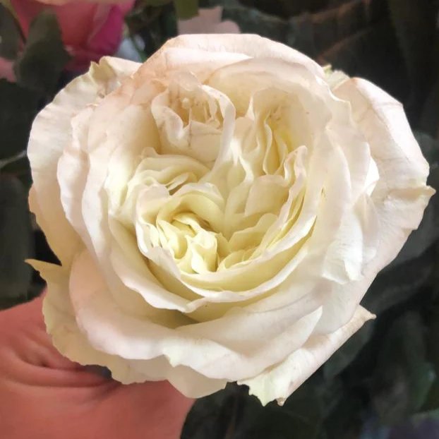Cream Garden Rose - Image 18