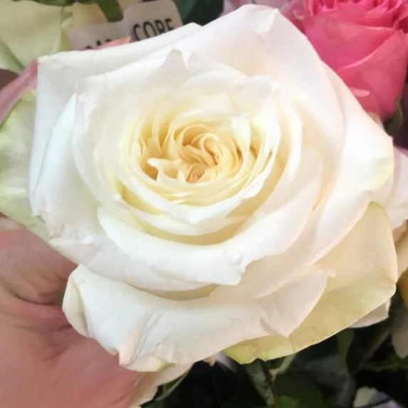 Cream Garden Rose - Image 19