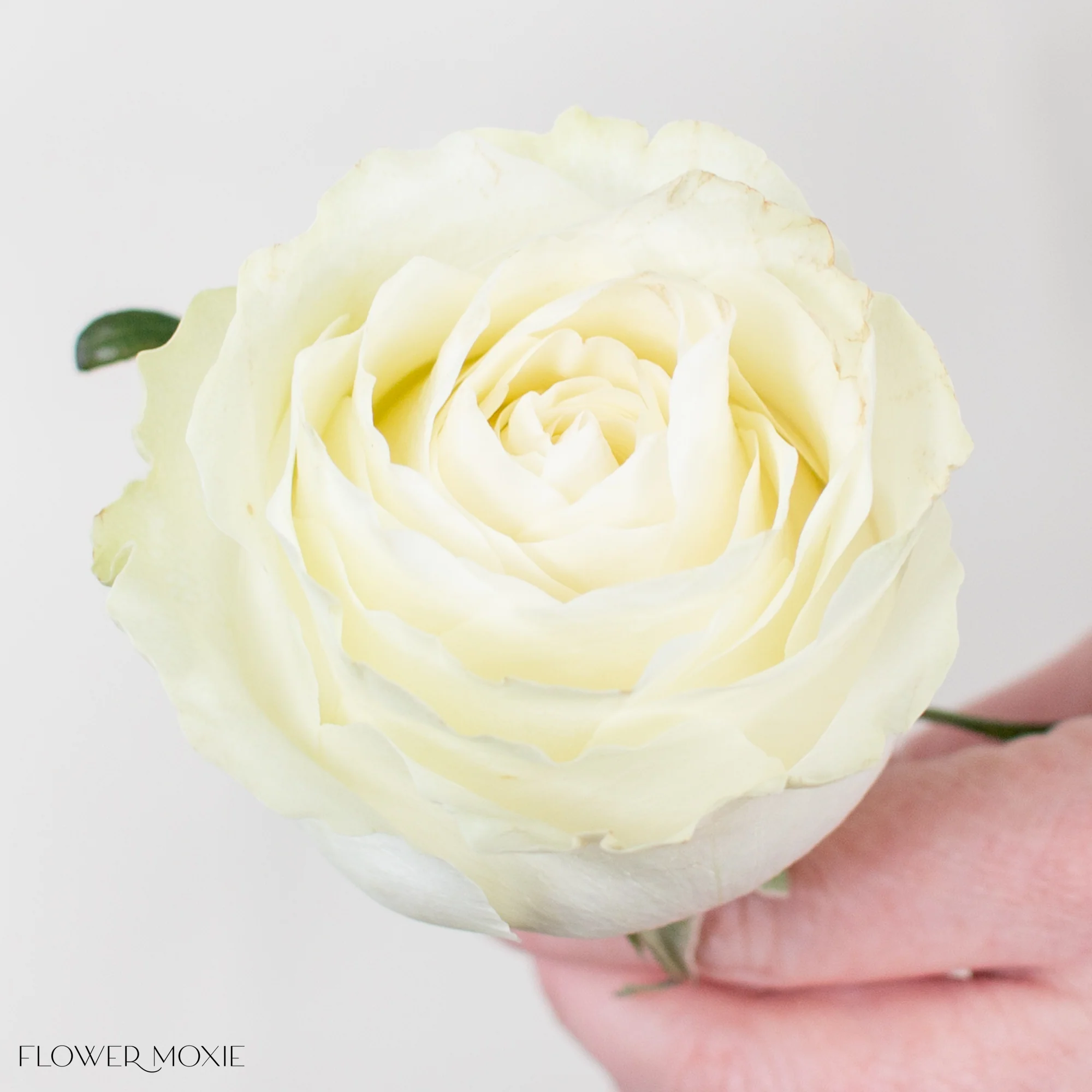 Cream Garden Rose - Image 4