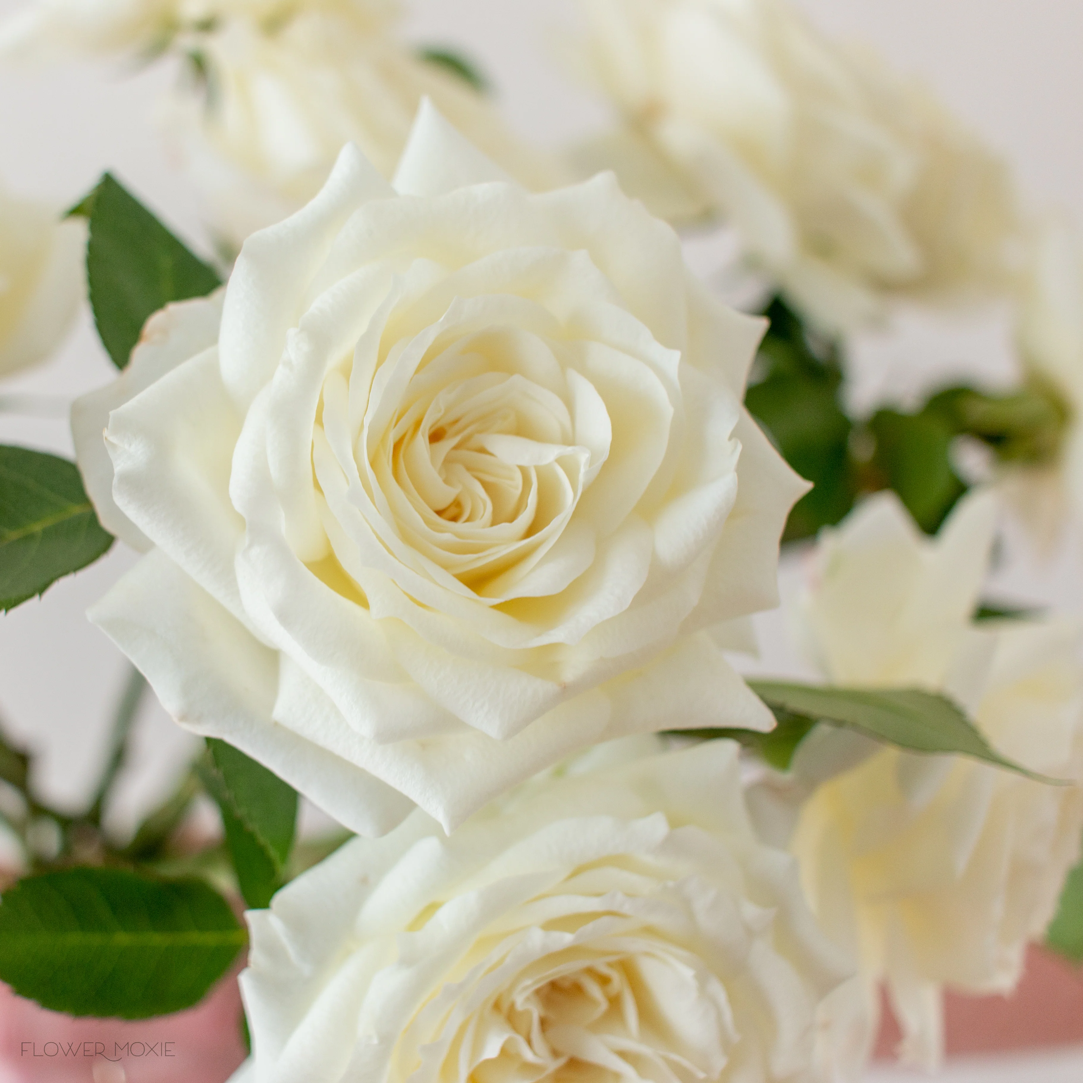 Cream Garden Rose - Image 6