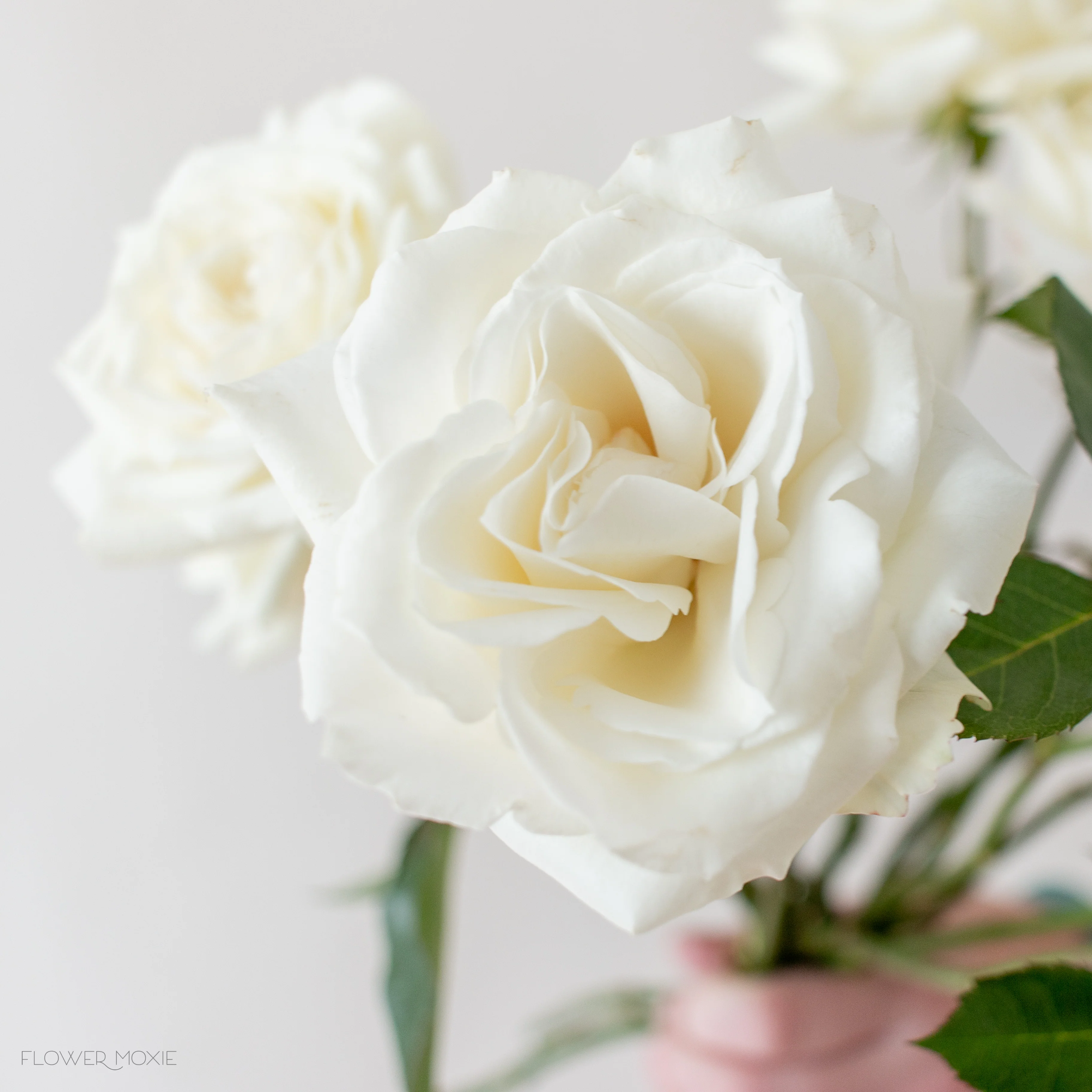 Cream Garden Rose - Image 9