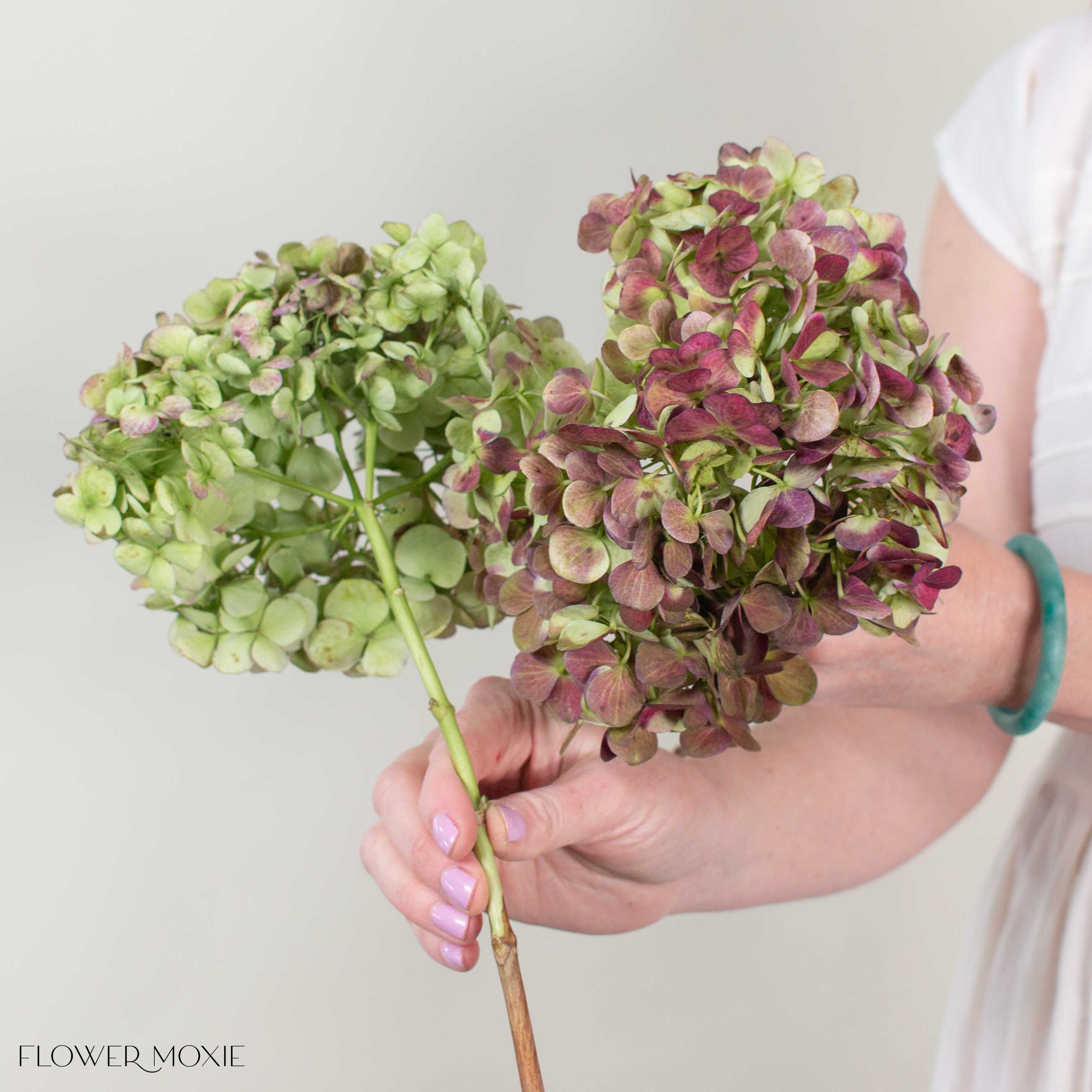 Burgundy Antique Hydrangea Flower - Image 4