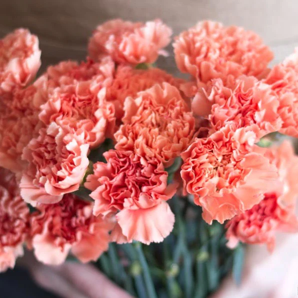 Apricot Carnation Flower - Image 3