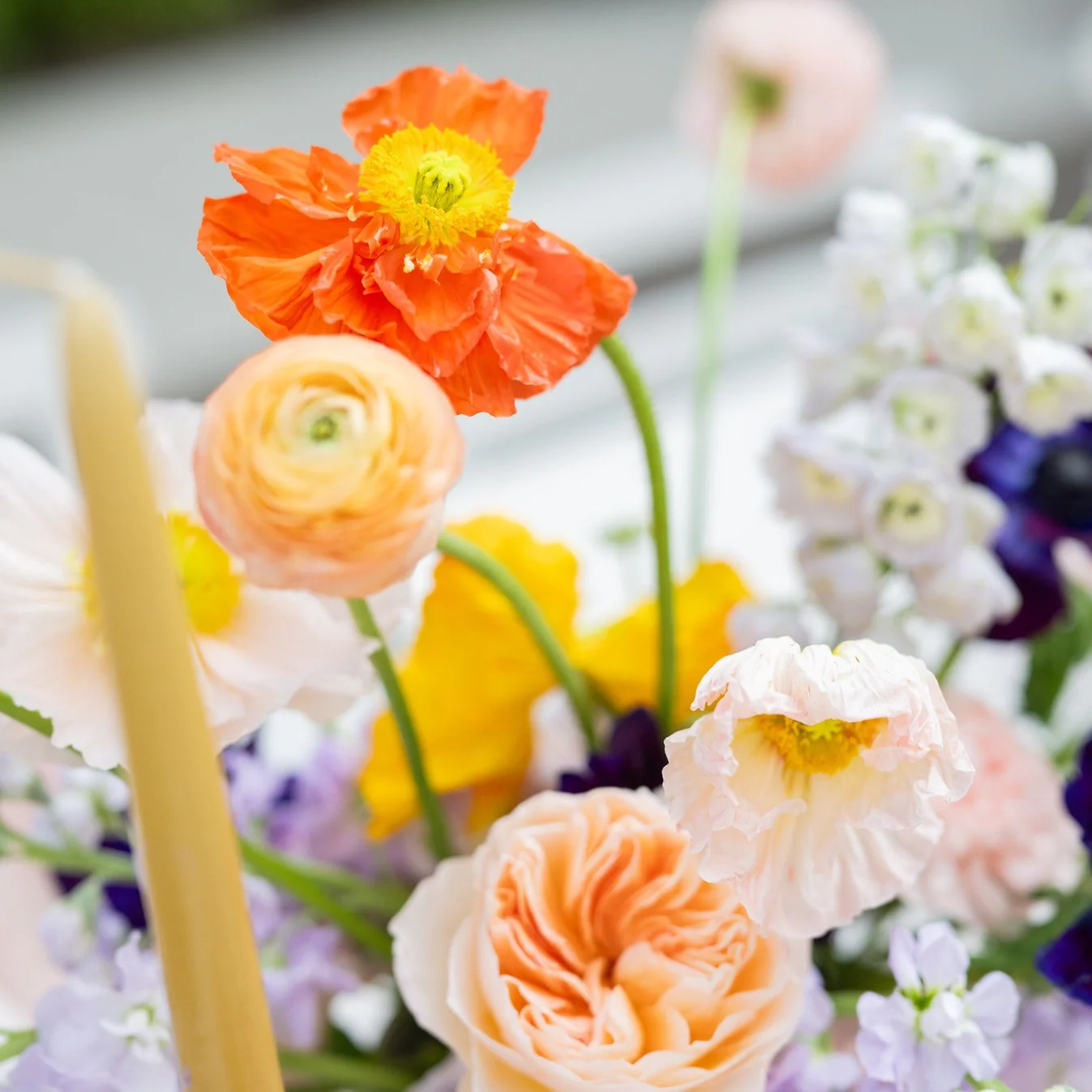 Assorted Poppy Flowers - Image 4