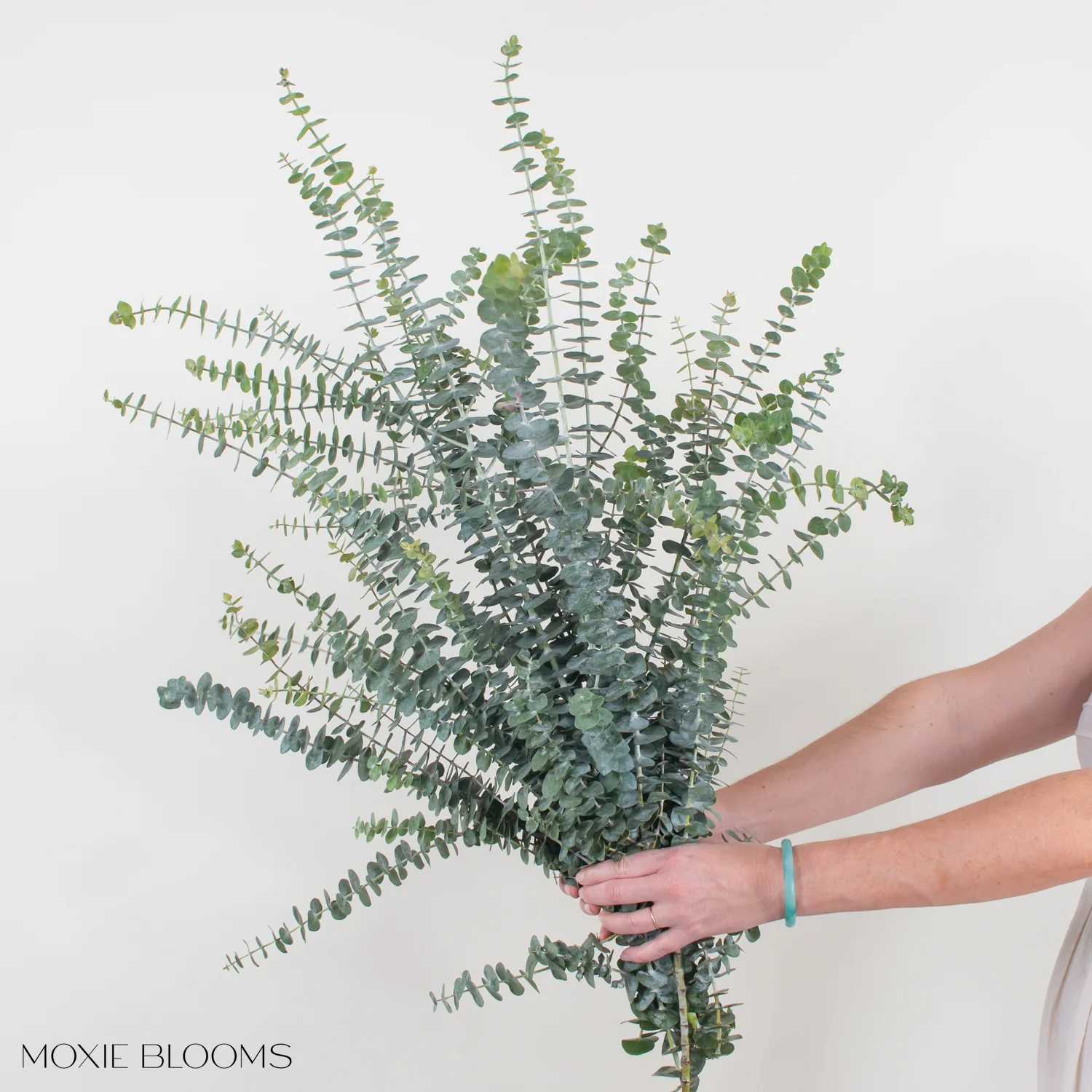 Baby Eucalyptus Greenery - Image 4