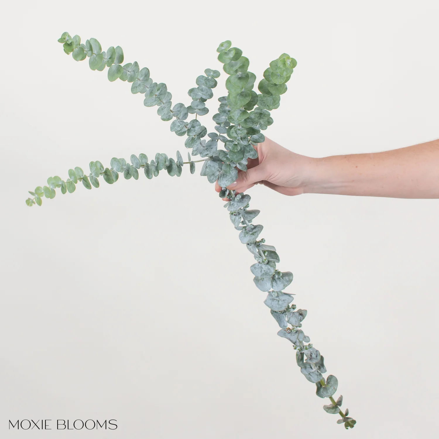 Baby Eucalyptus Greenery - Image 7