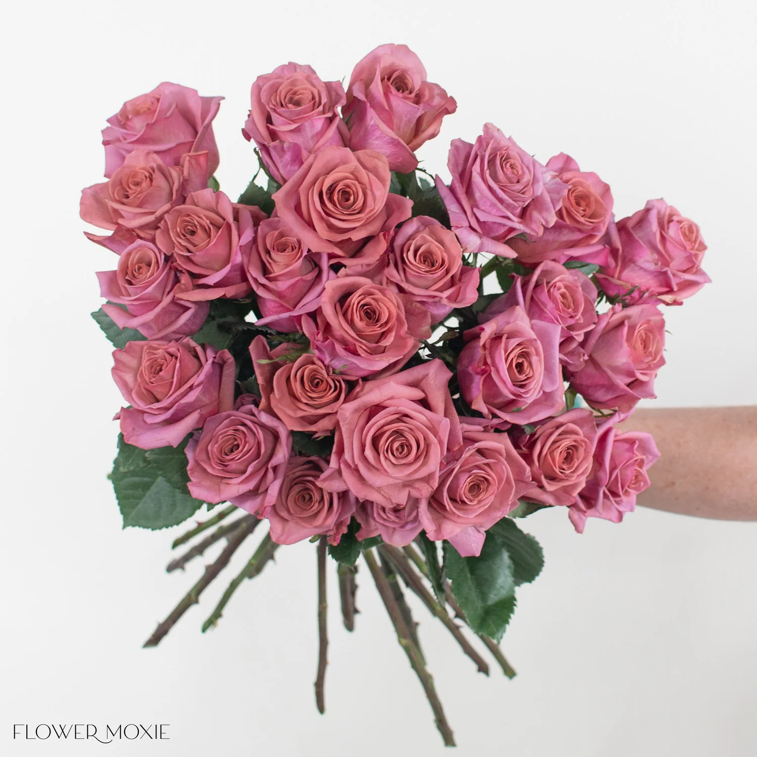 Mauve Barista Rose