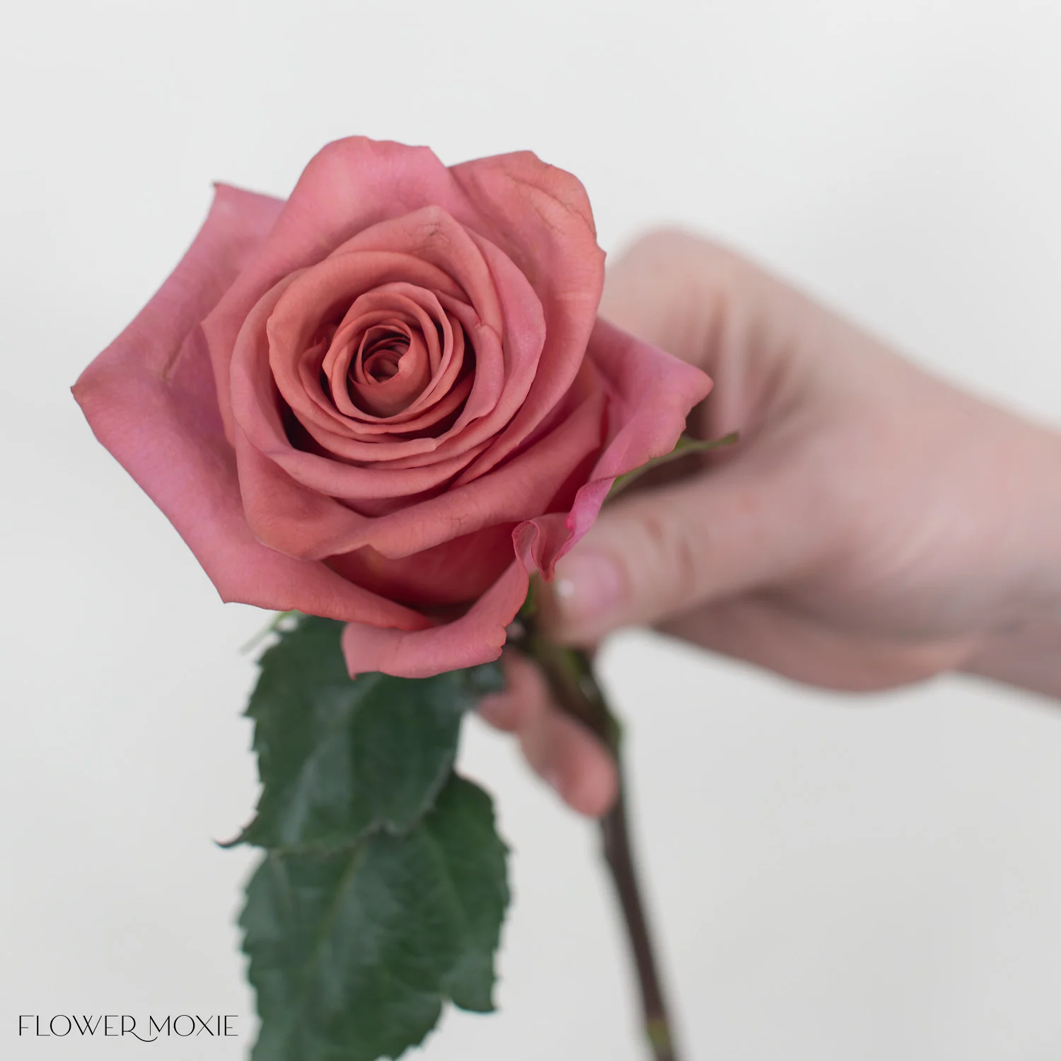 Mauve Barista Rose - Image 3