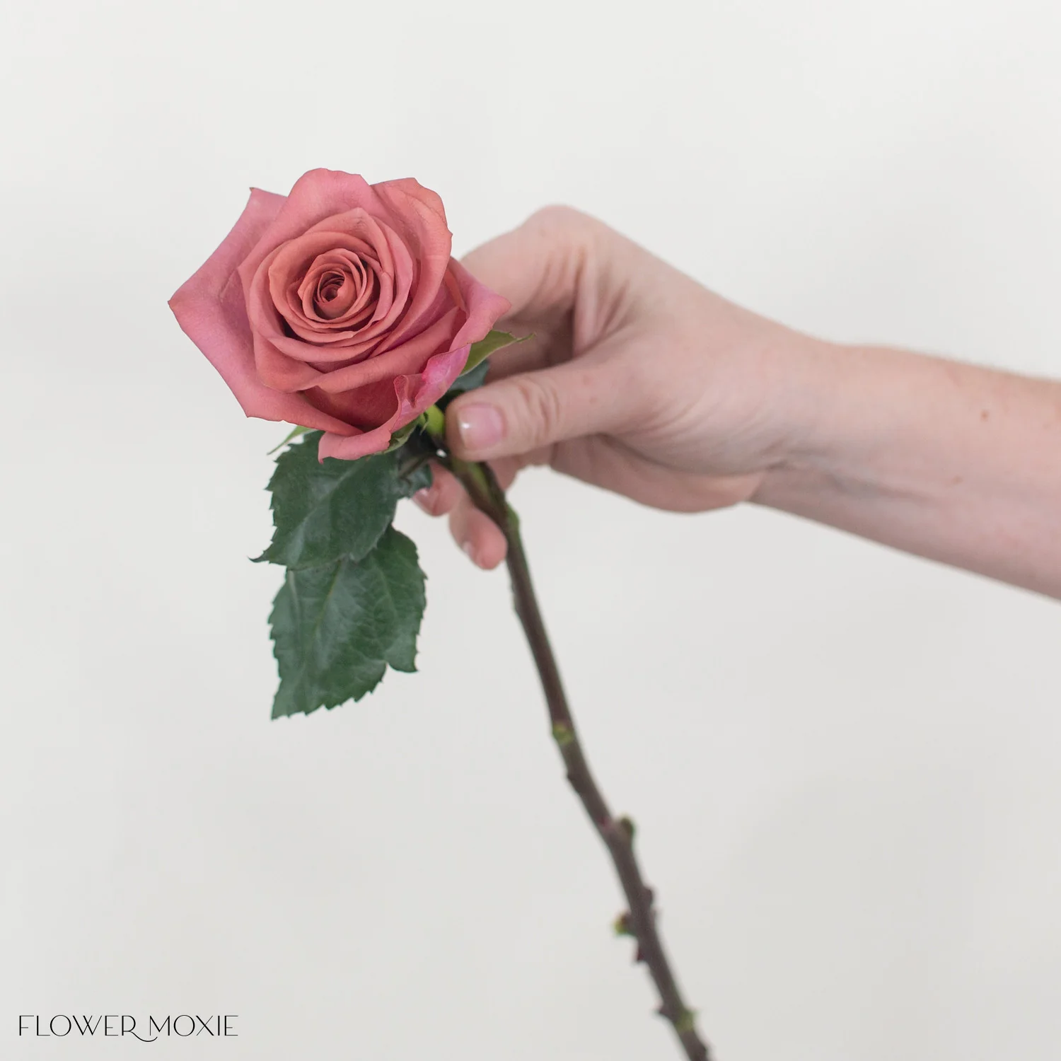 Mauve Barista Rose - Image 6