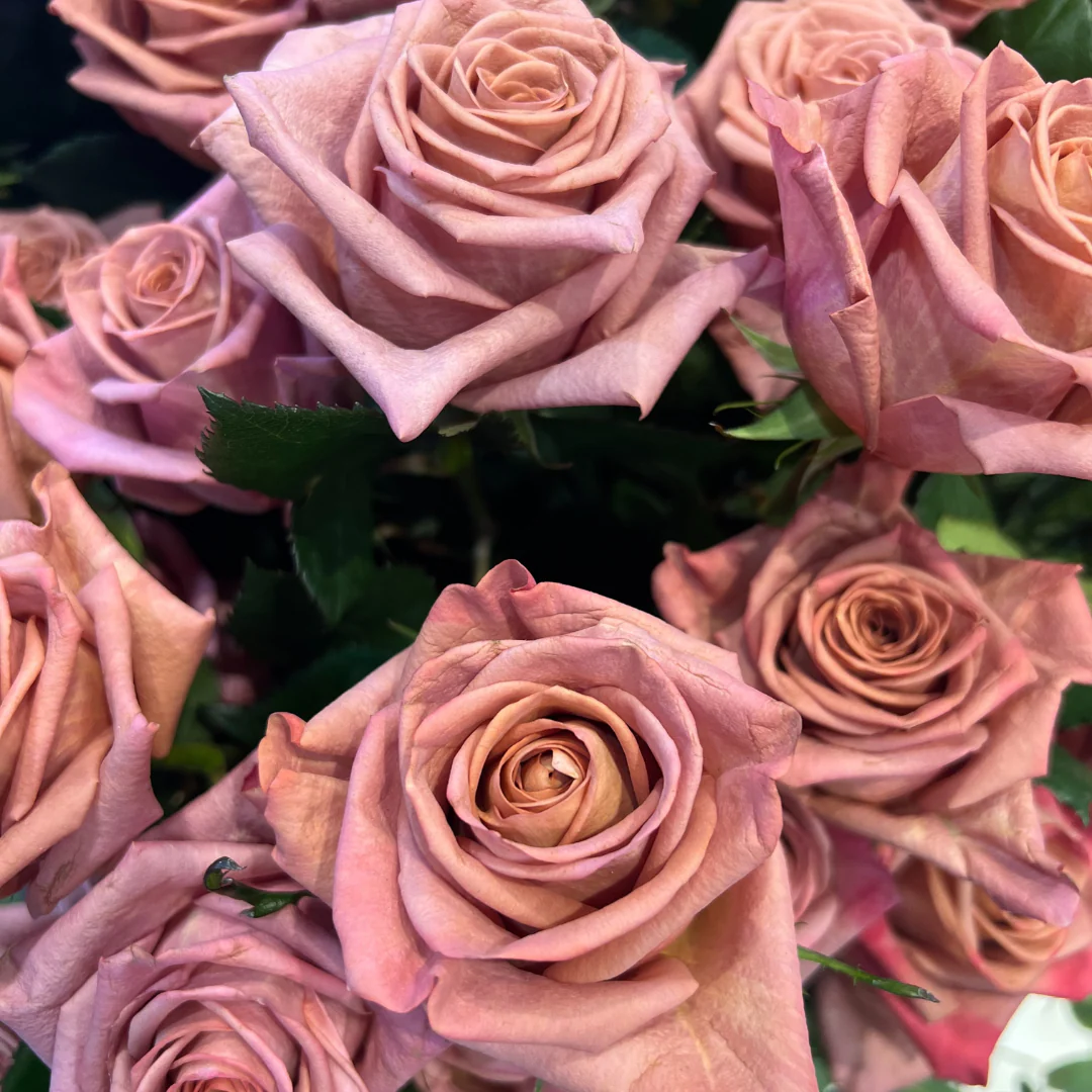 Mauve Barista Rose - Image 8