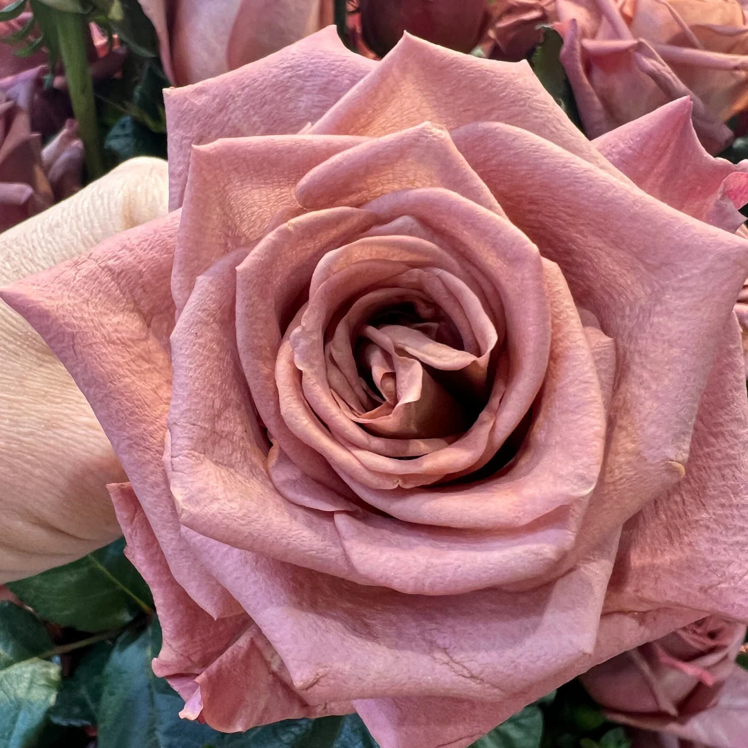Mauve Barista Rose - Image 9