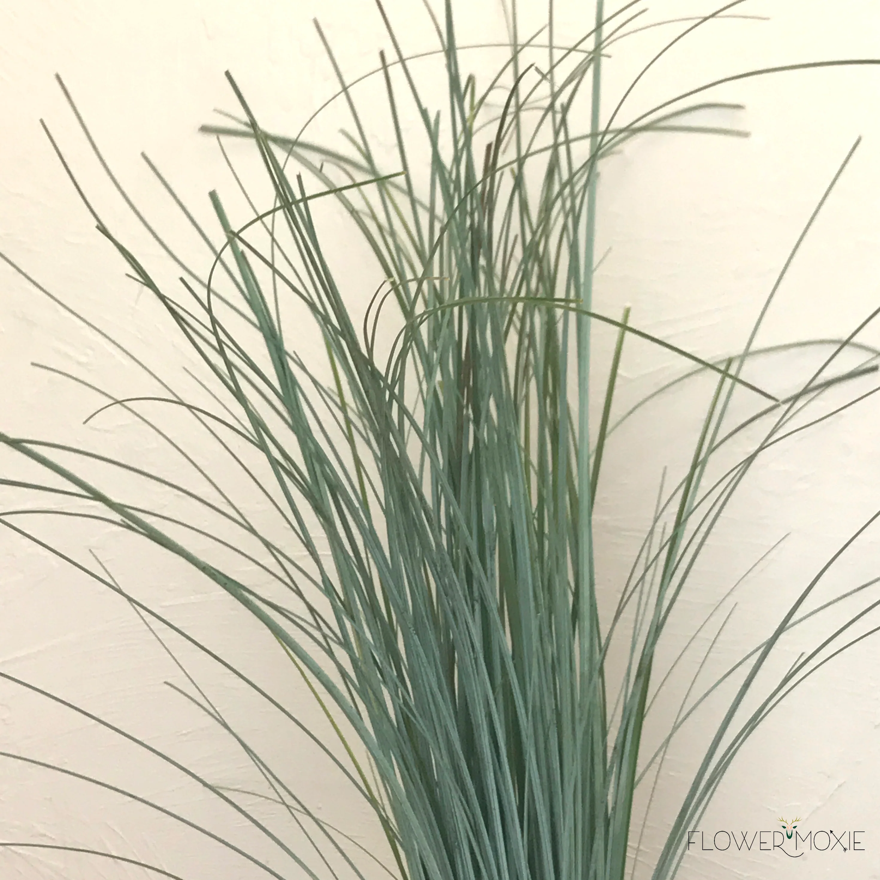 Bear Grass Greenery - Image 3