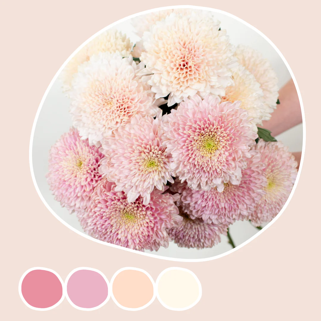 Champagne and Dusty Pink Cremones Mixed Box