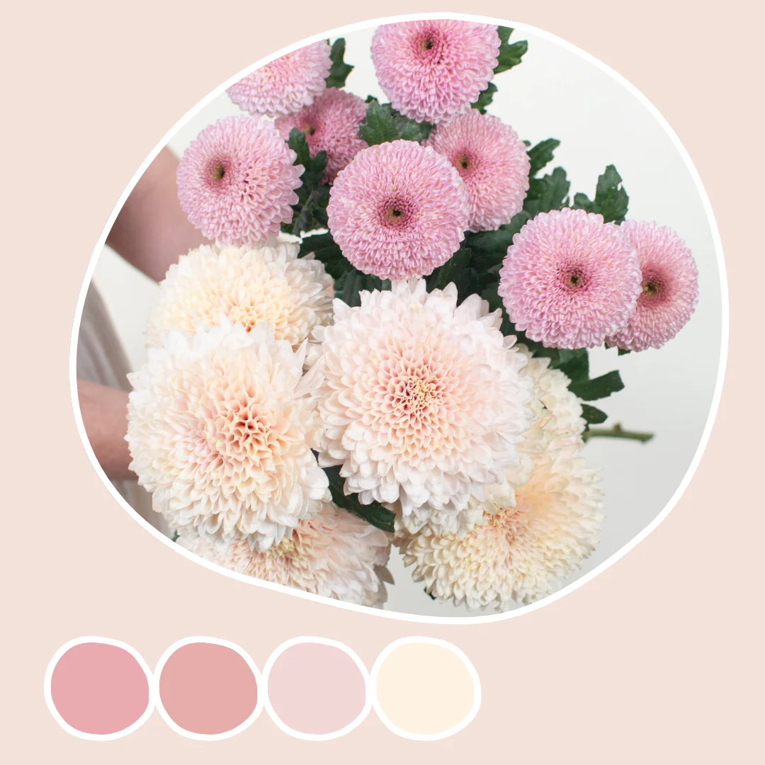 Champagne and Light Pink Cremones Mixed Box