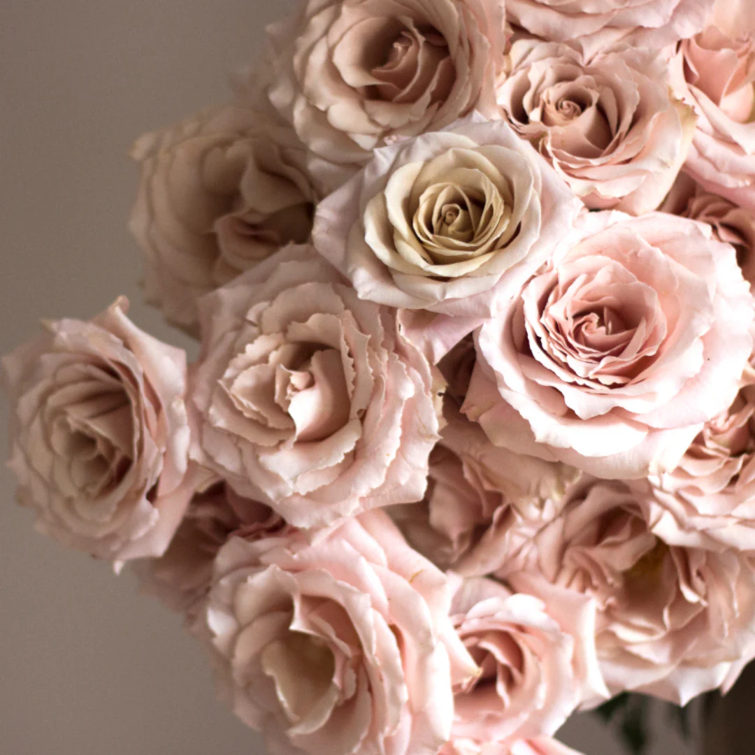Beige Blush Quicksand Rose - Image 5