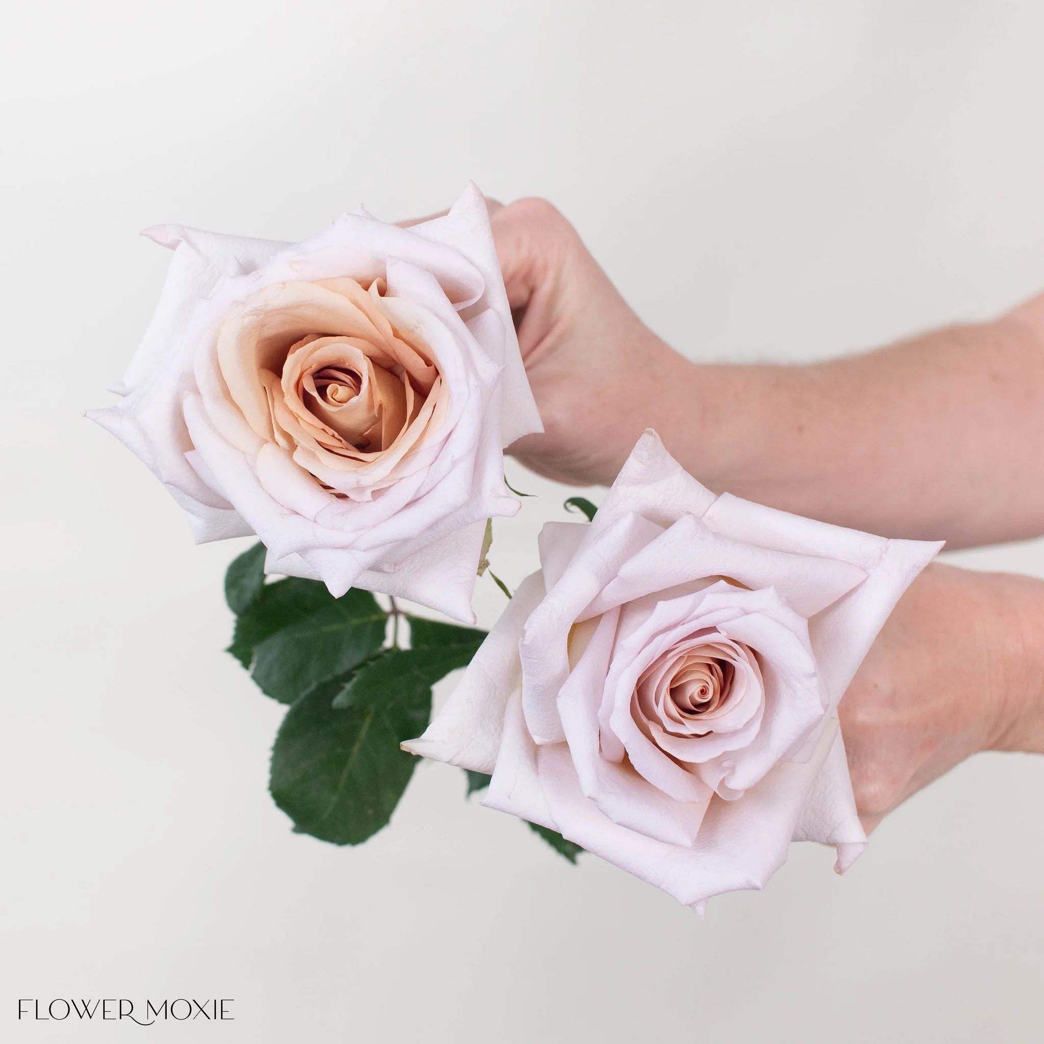 Mauve Beige Rose - Image 3