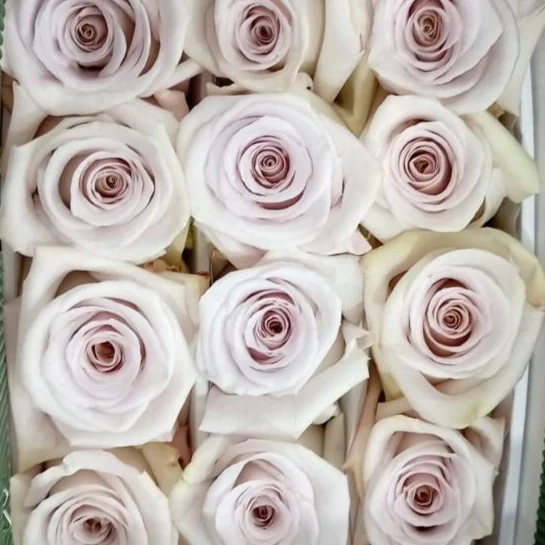 Mauve Beige Rose - Image 7