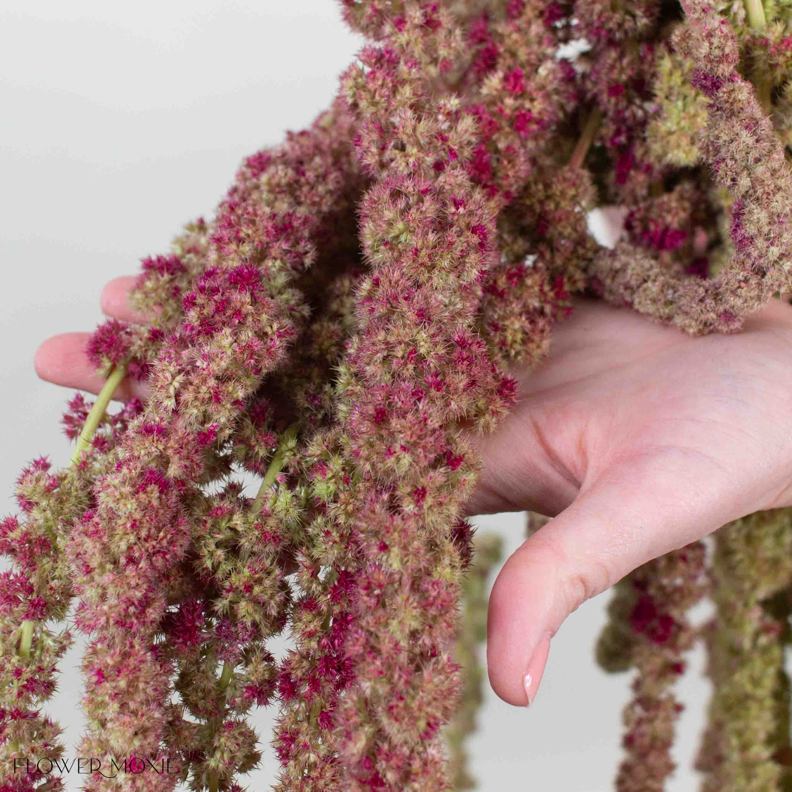 Bicolor Hanging Amaranthus Flower - Image 3