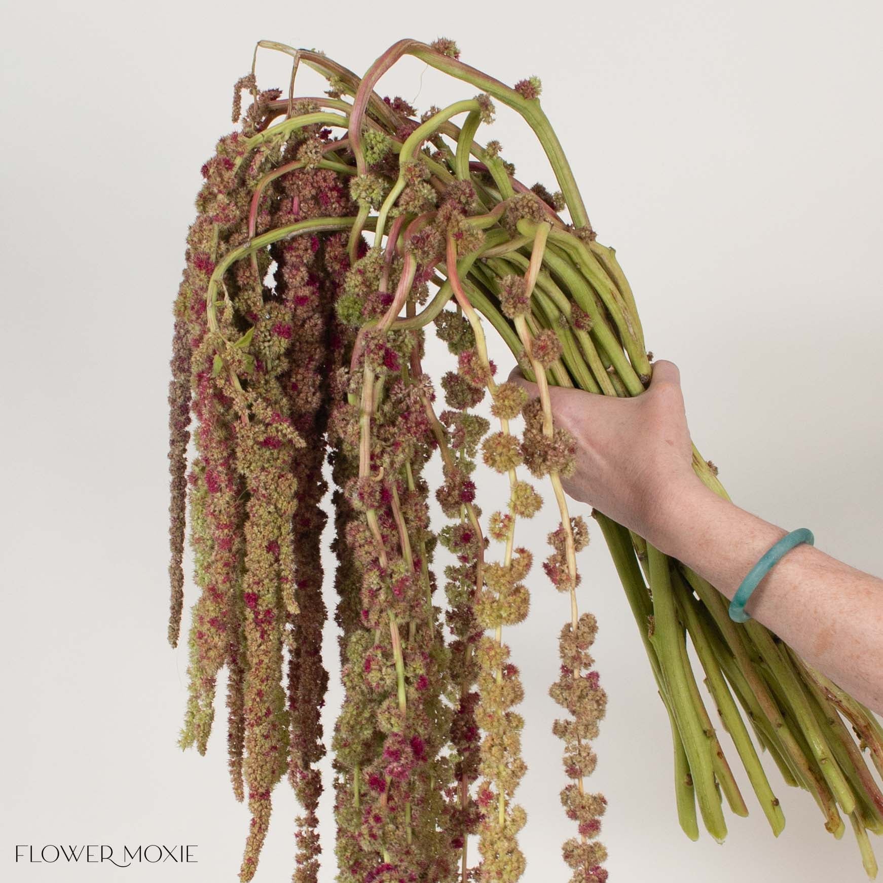 Bicolor Hanging Amaranthus Flower - Image 4