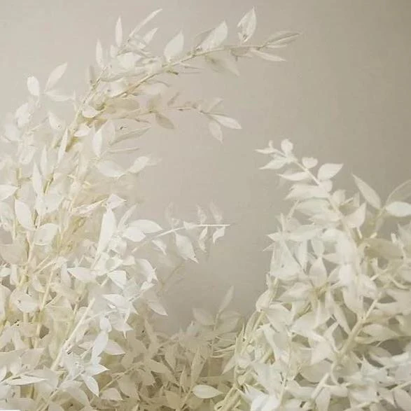 Bleached Dried White Italian Ruscus - Image 4