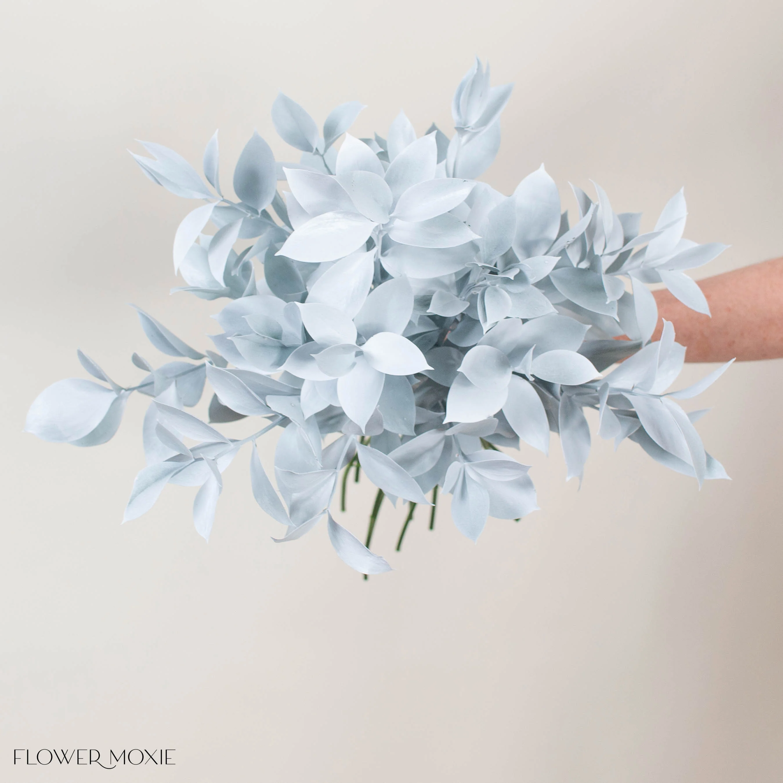Tinted White Israeli Ruscus Greenery - Image 2
