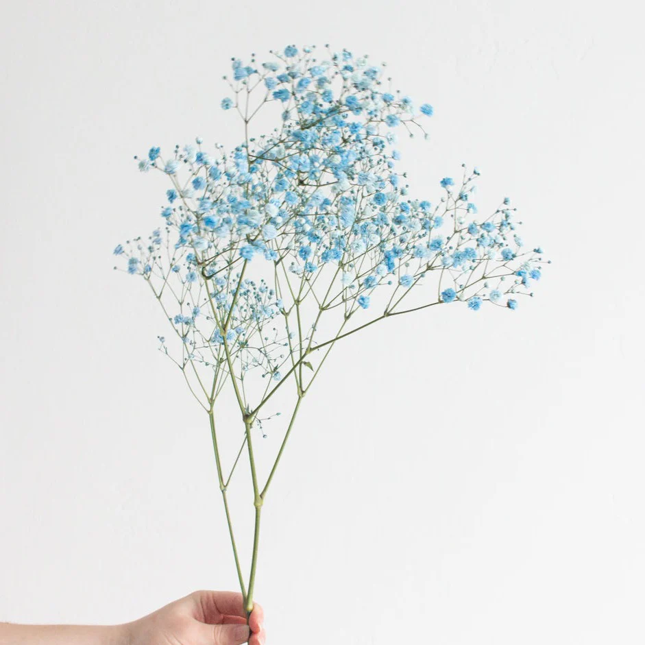Tinted Blue Baby's Breath Flower - Image 3