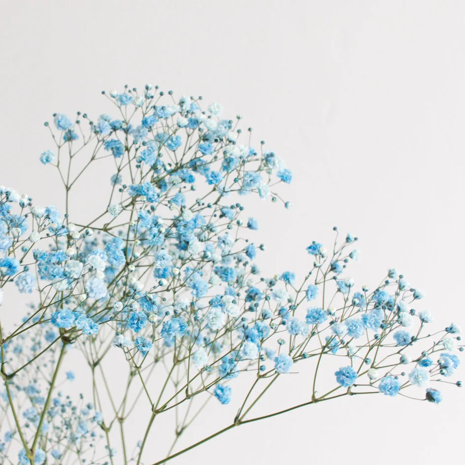 Tinted Blue Baby's Breath Flower - Image 4