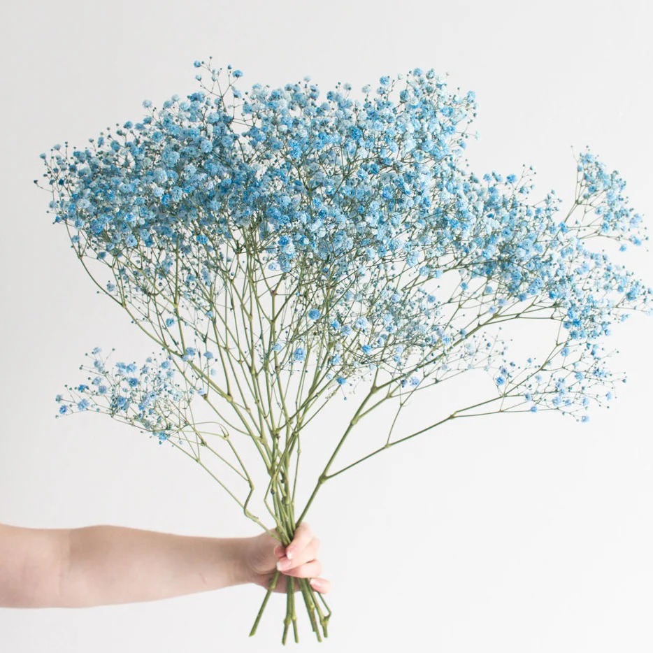 Tinted Blue Baby's Breath Flower - Image 5