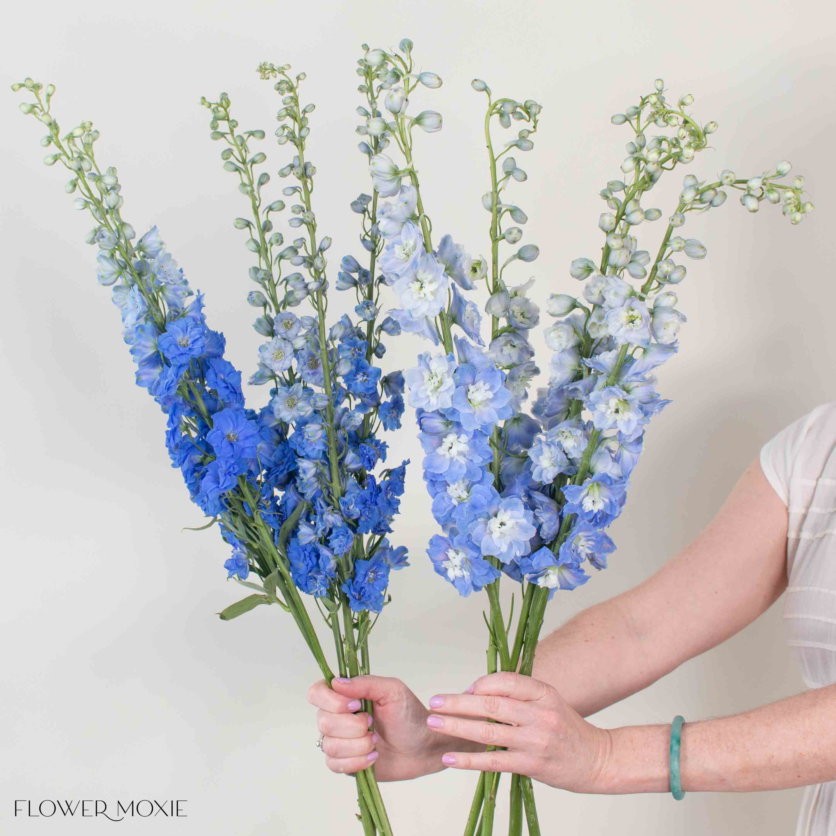 Blue Hybrid Delphinium Mixed Box - Image 4