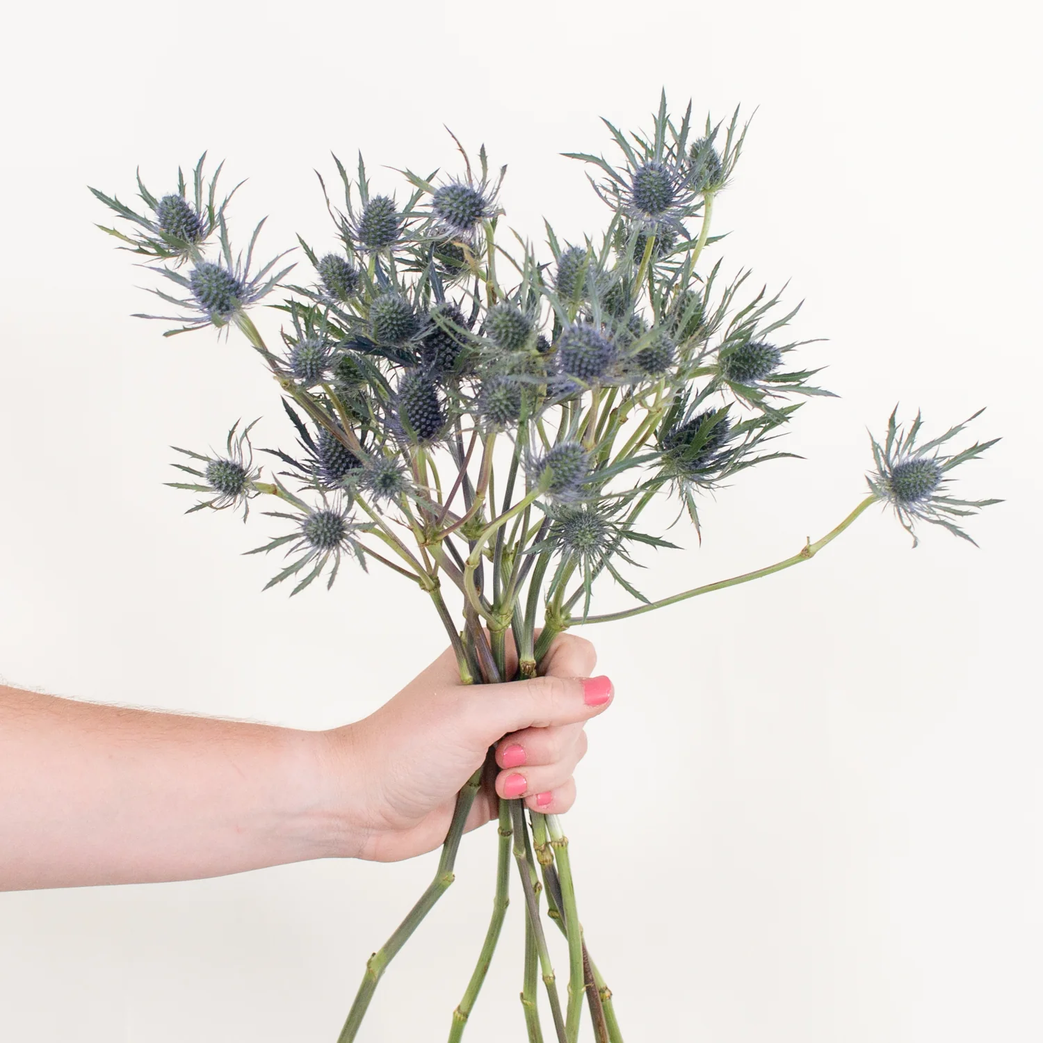 Blue Thistle Flower - Image 10