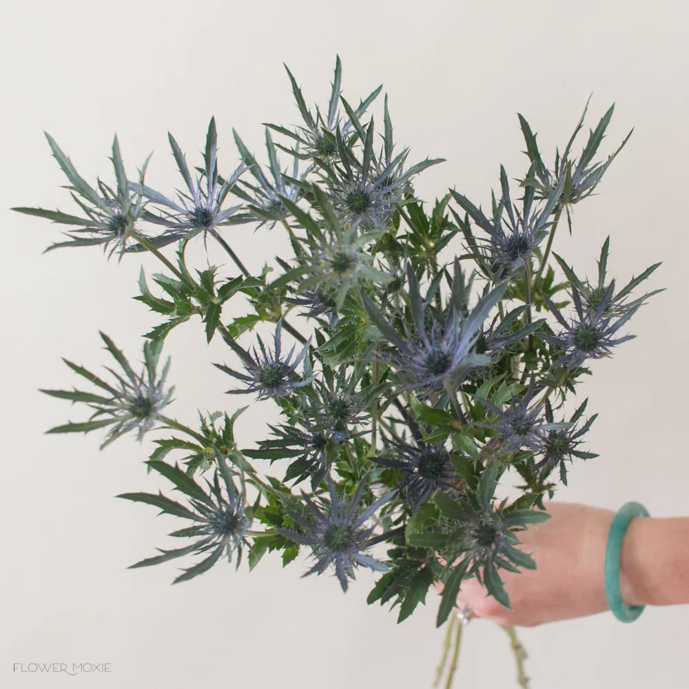 Blue Thistle Flower - Image 6