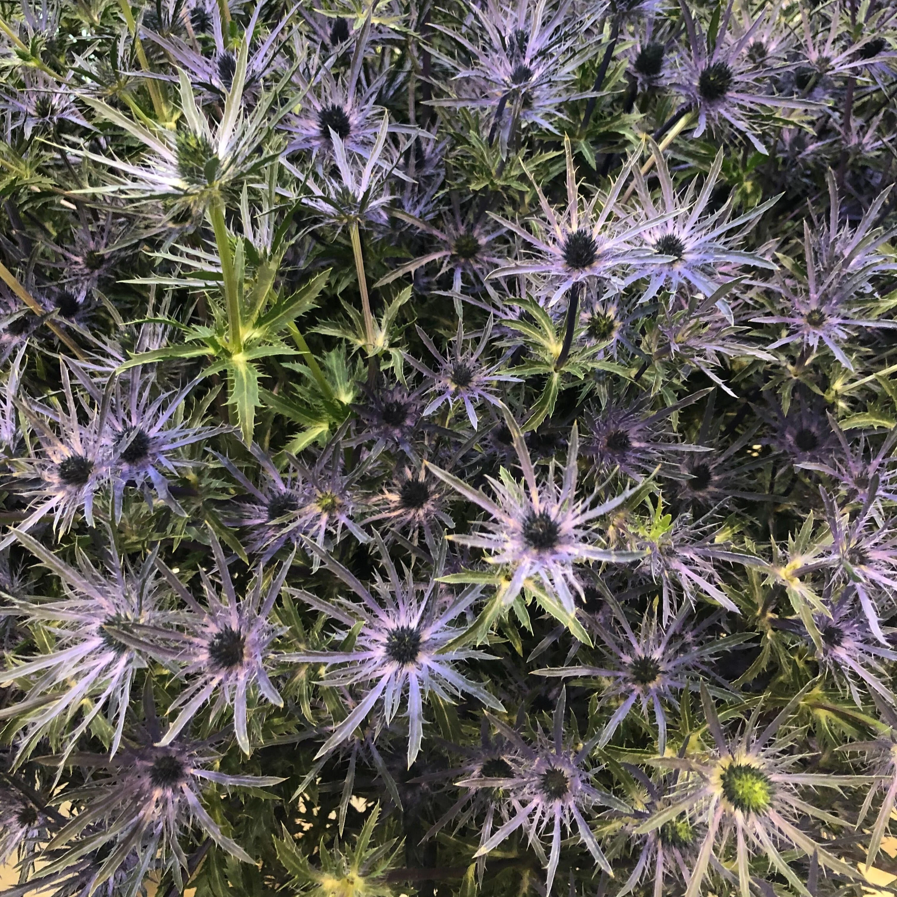Blue Thistle Flower - Image 8