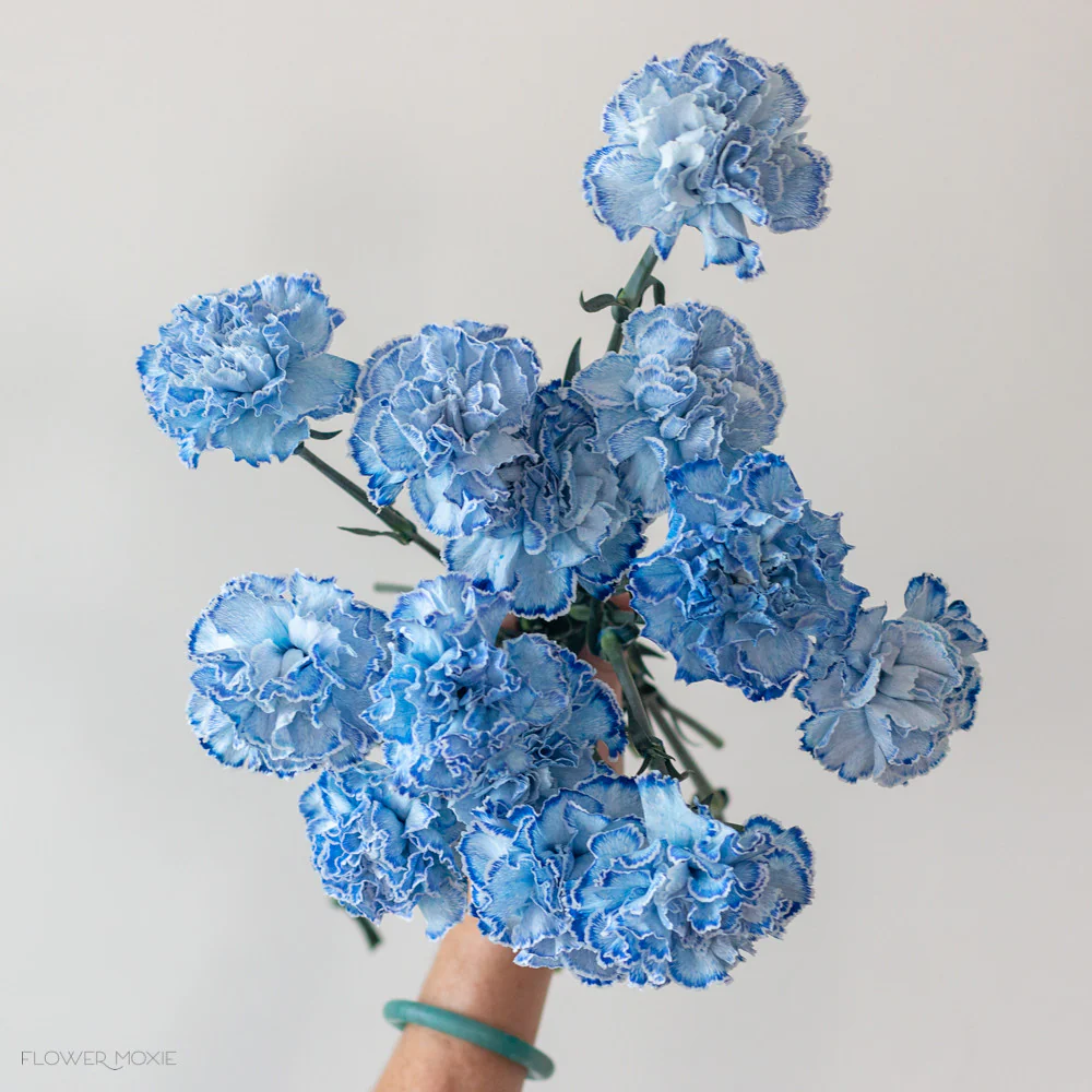 Tinted Blue Carnation Flower - Image 3
