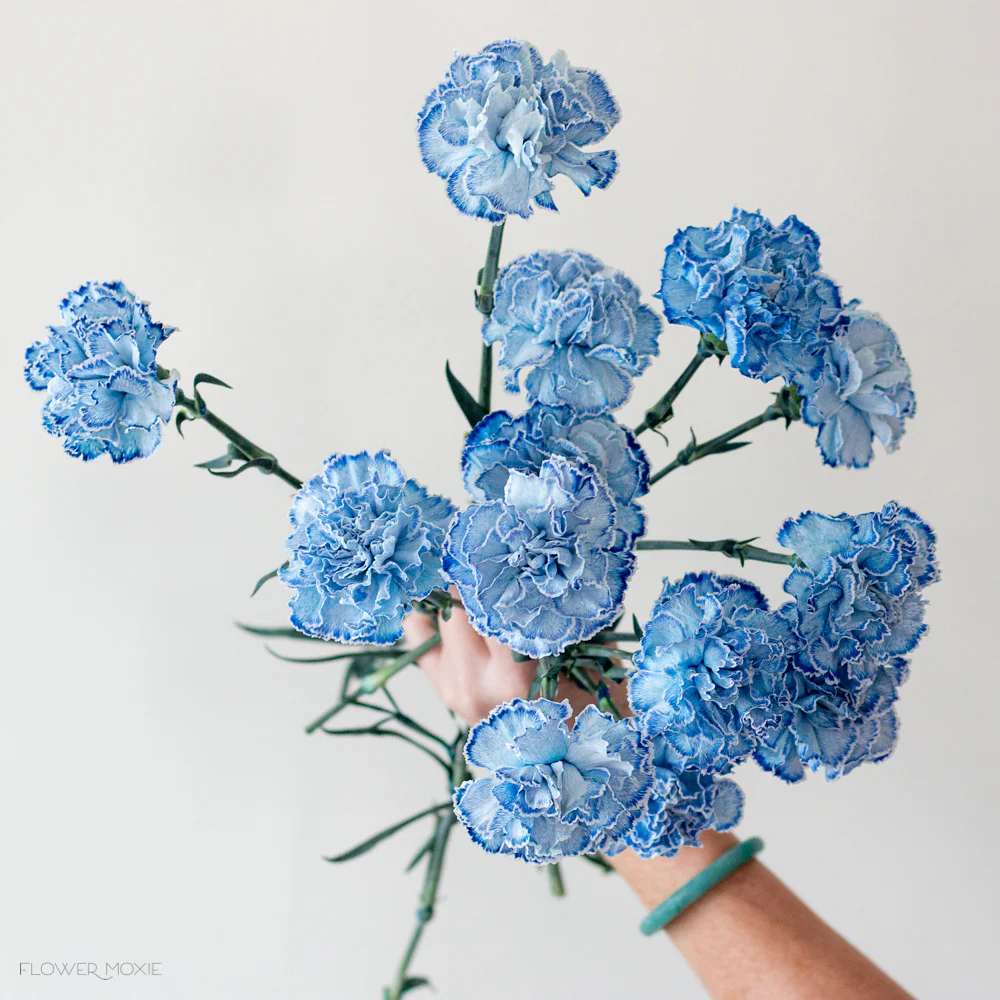 Tinted Blue Carnation Flower - Image 7