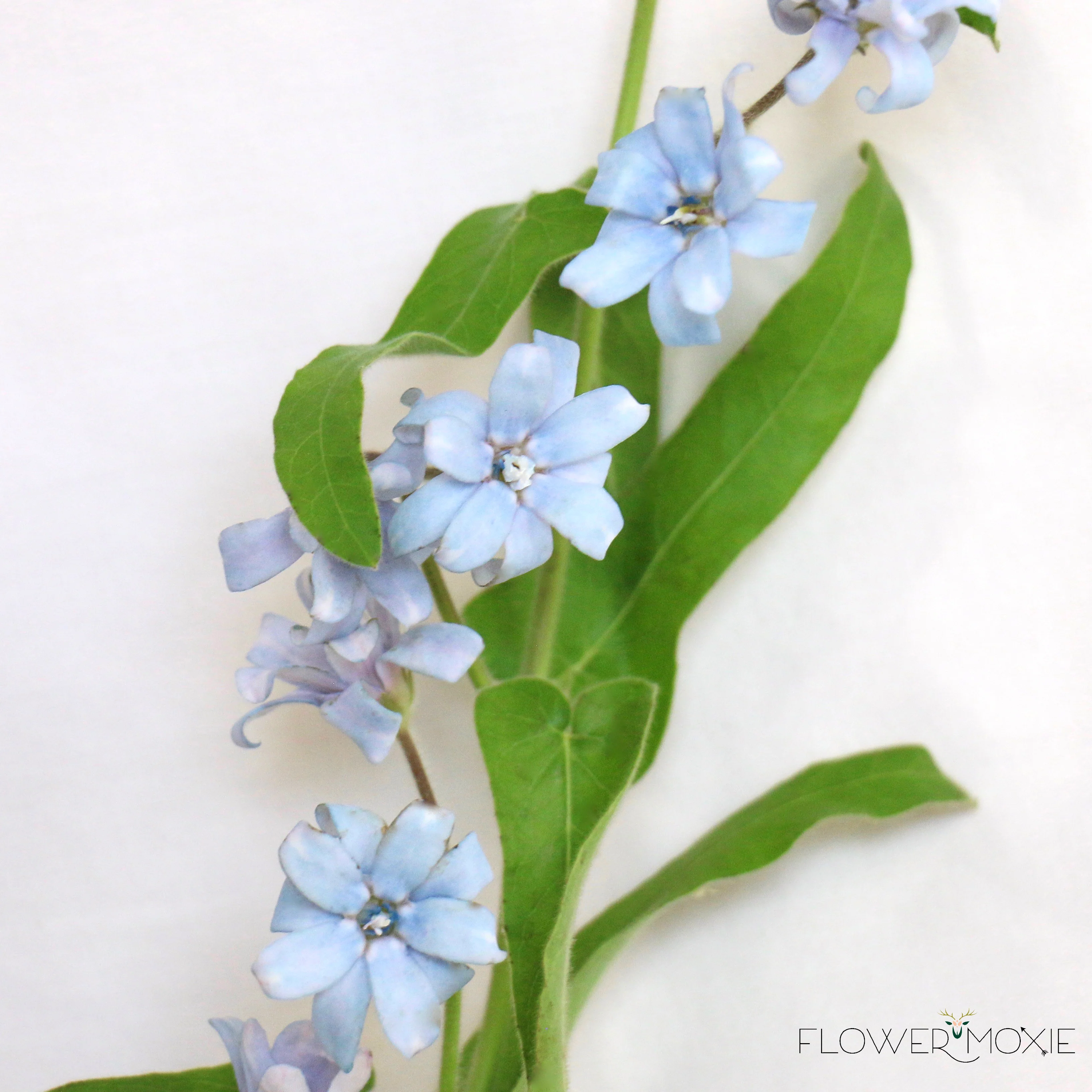 Blue Tweedia Flower - Image 3