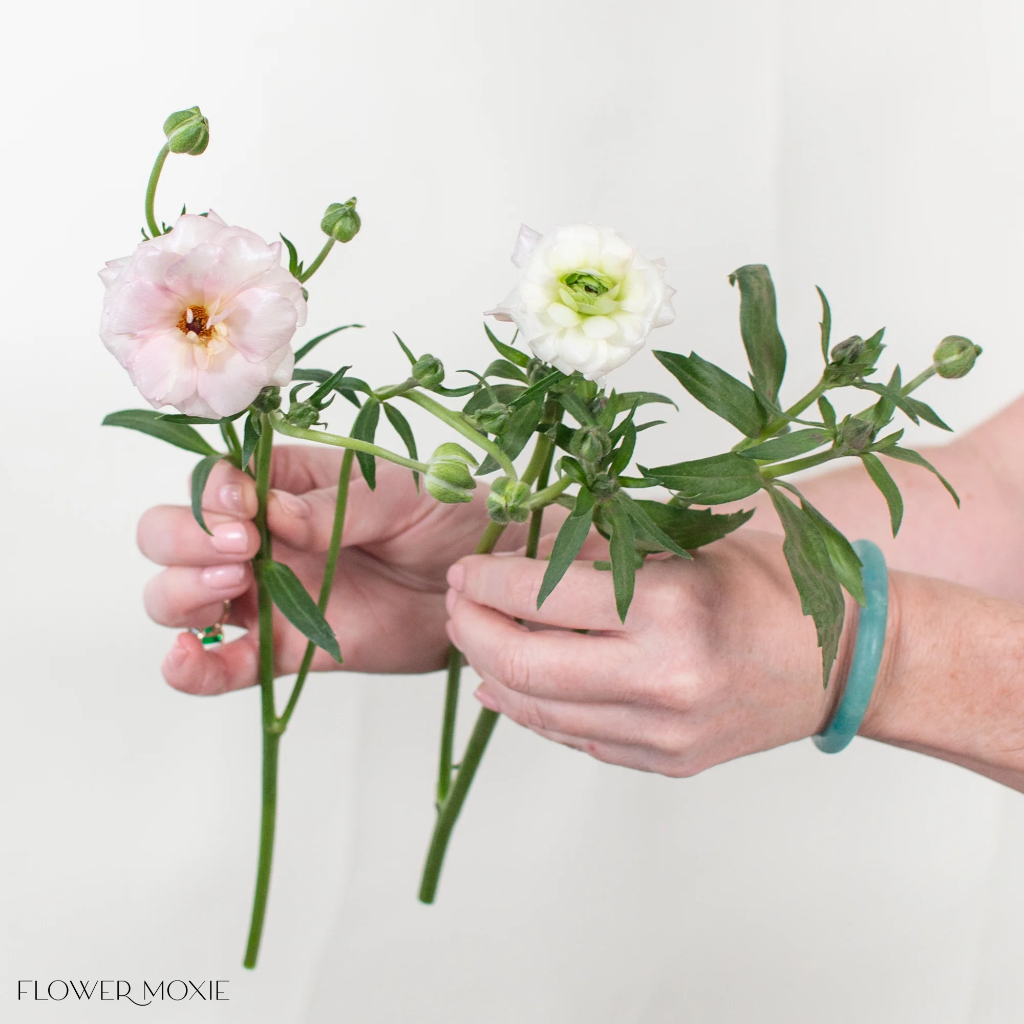 Blush Butterfly Ranunculus - Image 4