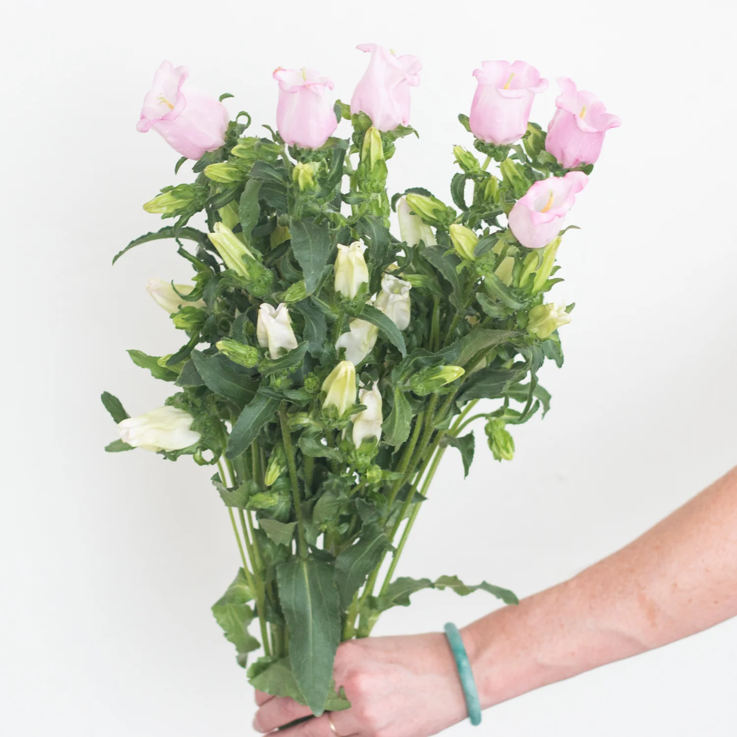 Blush Pink Campanula Flower - Image 2