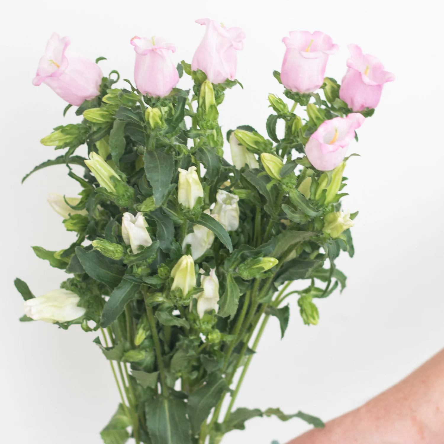 Blush Pink Campanula Flower - Image 3