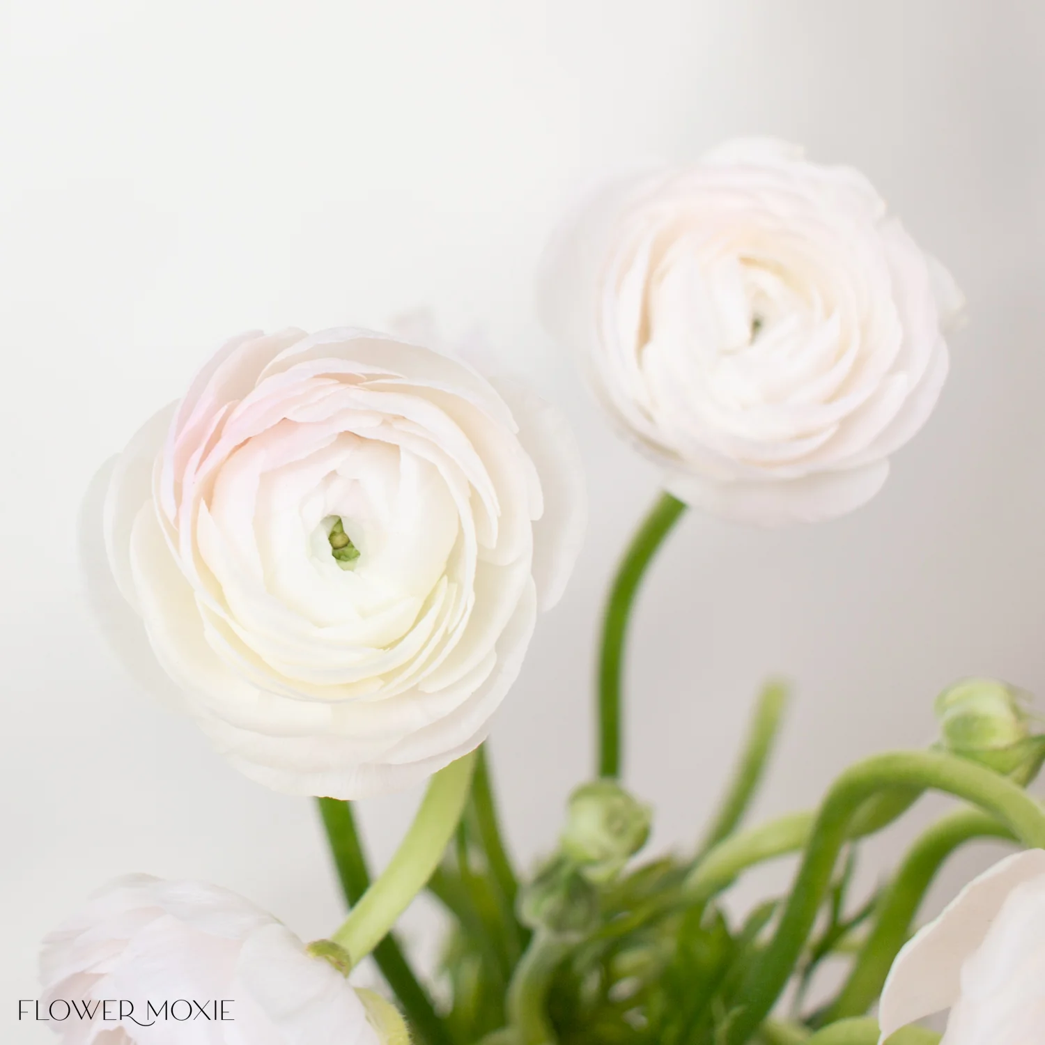 Blush Hanoi Italian Ranunculus Flower - Image 3