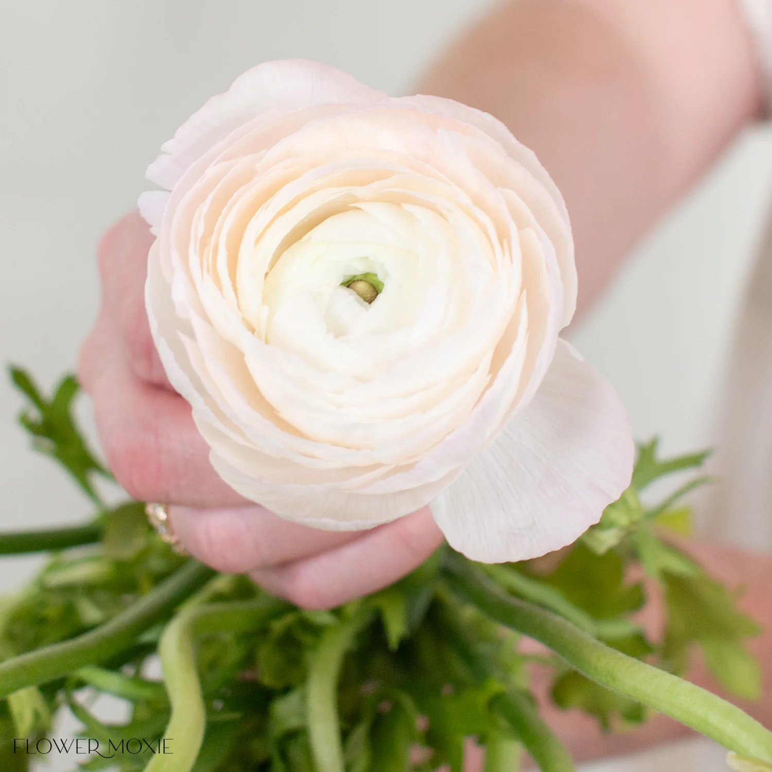 Blush Hanoi Italian Ranunculus Flower - Image 4