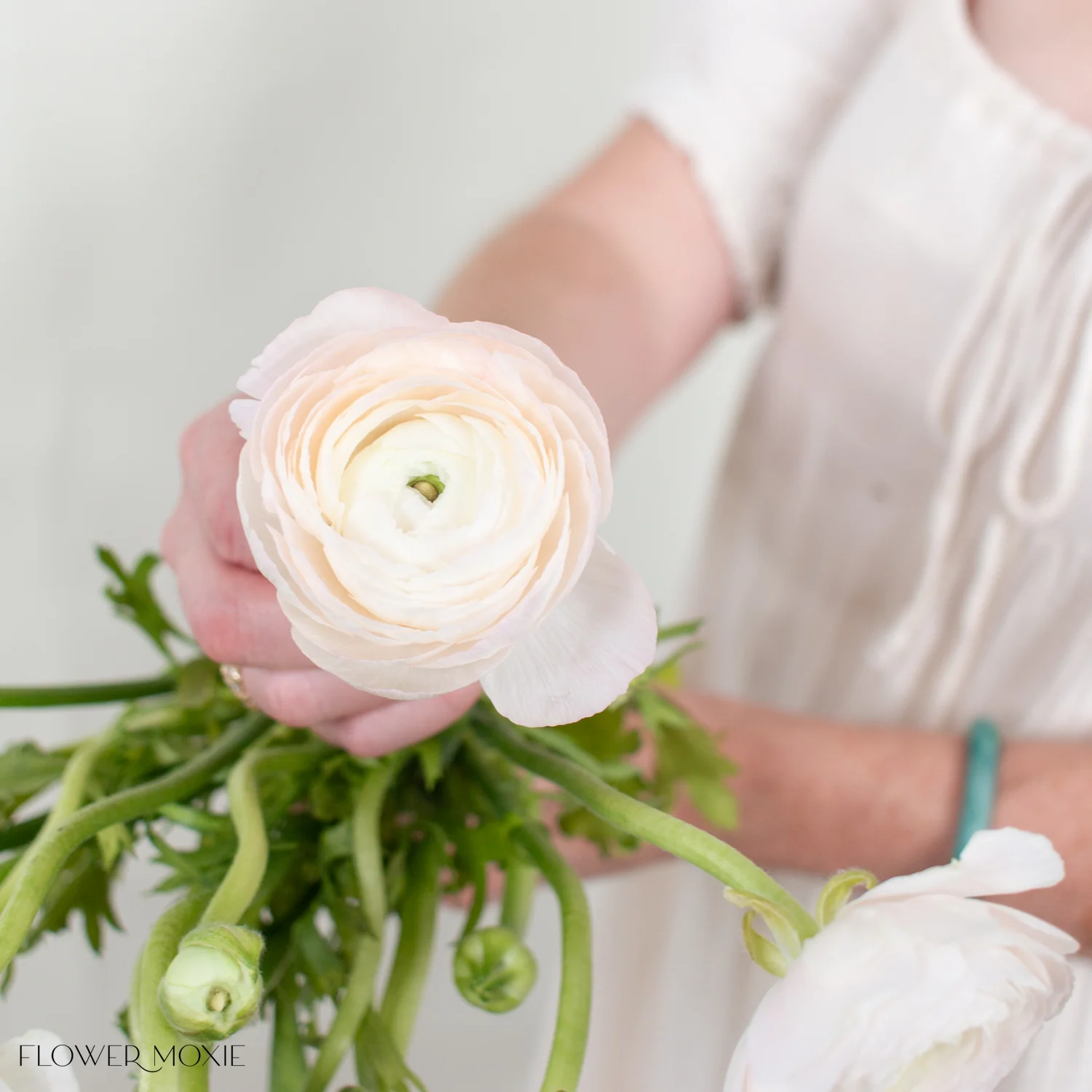 Blush Hanoi Italian Ranunculus Flower - Image 5