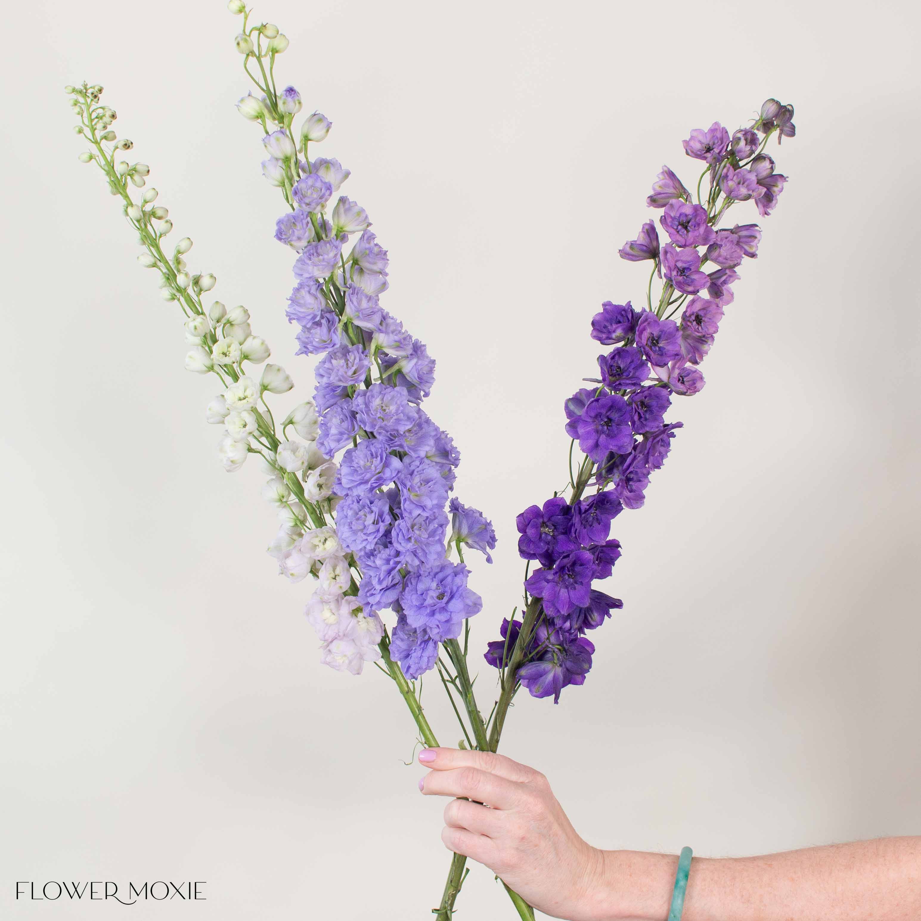 Blush, Lavender, and Purple Hybrid Delphinium Mixed Box - Image 5
