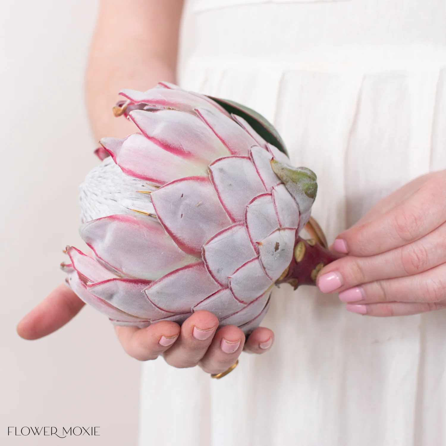 Blush Pink King Protea Flower - Image 4